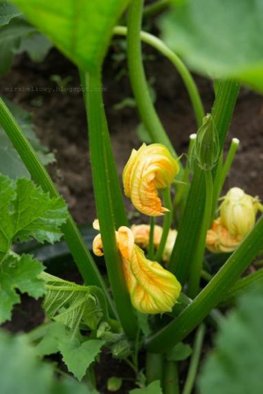 Zdjęcie - Smażone kwiaty cukinii nadziewane ricottą i ziołami - Przepisy kulinarne ze zdjęciami