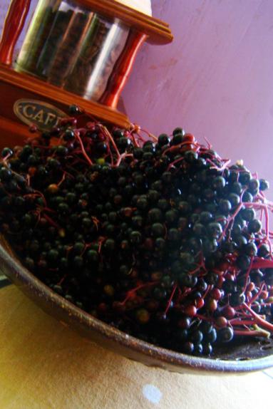 Zdjęcie - Syrop z owoców czarnego bzu - Przepisy kulinarne ze zdjęciami