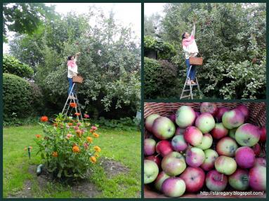Zdjęcie - Letnia sałatka z jabłek ogórków i arbuza - Przepisy kulinarne ze zdjęciami
