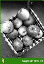 Zdjęcie - Dwukolorowy jabłecznik. - Przepisy kulinarne ze zdjęciami