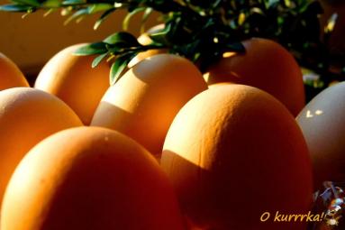Zdjęcie - Francja: Oeuf à la tripe (jajka zapiekane w sosie cebulowym) - Przepisy kulinarne ze zdjęciami