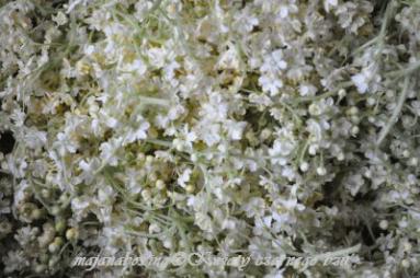 Zdjęcie - Syrop z kwiatów czarnego bzu  - Przepisy kulinarne ze zdjęciami