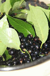 Zdjęcie - sok z czarnej porzeczki z liśćmi wiśni - Przepisy kulinarne ze zdjęciami