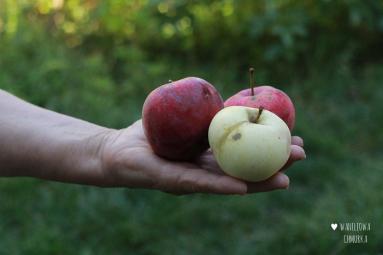 Zdjęcie - Jabłkowe smoothie z jarmużem - Przepisy kulinarne ze zdjęciami