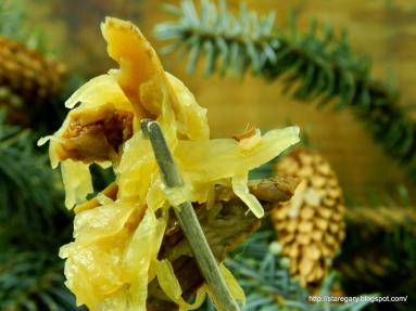 Zdjęcie - Wigilijna kapusta z grzybami - Przepisy kulinarne ze zdjęciami
