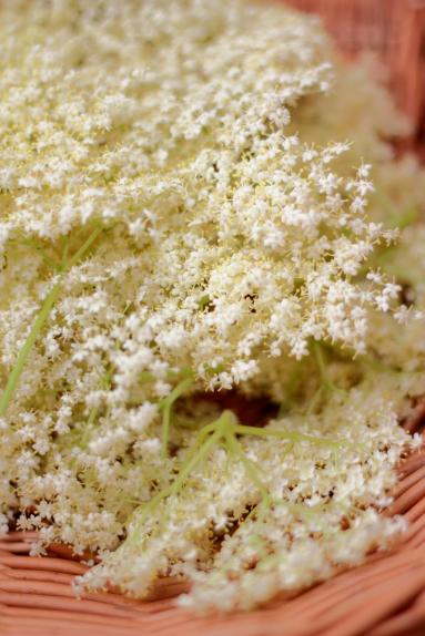Zdjęcie - Syrop z kwiatów czarnego bzu - Przepisy kulinarne ze zdjęciami