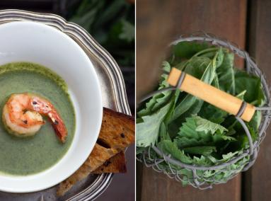 Zdjęcie - Zupa z liści rzodkiewki i pokrzywy - Przepisy kulinarne ze zdjęciami