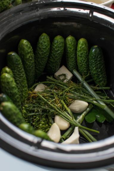 Zdjęcie - Jak przygotować kiszone ogórki na zimę? - Przepisy kulinarne ze zdjęciami