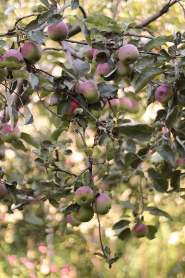 Zdjęcie - Jabłkowy sezon  i przepis na najlepszą pieczoną owsiankę - Przepisy kulinarne ze zdjęciami