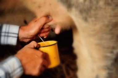 Zdjęcie - Ser domowy z gotowanego  mleka  - Przepisy kulinarne ze zdjęciami
