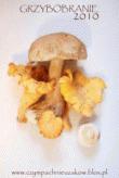 Zdjęcie - Wstążki z grzybami leśnymi - Przepisy kulinarne ze zdjęciami