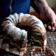 Babka Zebra Babka Zebra
