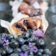 Blueberry cinnamon rolls - Cynamonowe bułeczki z borówkami Blueberry cinnamon rolls - Cynamonowe bułeczki z borówkami