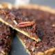 Tarta imbirowa z orzechami pecan (Pecan pie) Tarta imbirowa z orzechami pecan (Pecan pie)